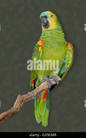 Blaue Fronted Amazon (Amazona Aestiva) Stockfoto