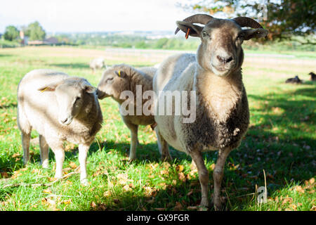 Ein Schaf mit zwei Lämmern stehend auf einem Feld am Lindholm Høje Stockfoto