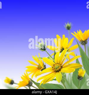 Gelbe Topinambour Blumen Blumenstrauß in der Ecke auf dem blauen Hintergrund Stockfoto