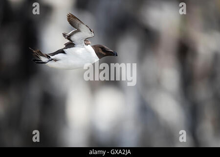 Tordalk (Alca Torda) im Flug; Isle of May, Schottland, Vereinigtes Königreich Stockfoto