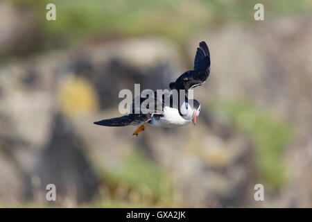 Papageitaucher (Fratercula Arctica) im Flug; Isle of kann Schottland, Vereinigtes Königreich Stockfoto