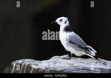 Dreizehenmöwe (Rissa Tridactyla) hocken auf einem Guano bedeckt Felsen vor dem Hintergrund eines dunklen Felsen; Isle of Mai Schottland Stockfoto