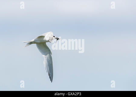 Brandseeschwalbe (Sterna Sandvicensis) während des Fluges mit einem Sandaal (Hyperoplus Lanceolatus); Isle of kann Schottland, Vereinigtes Königreich Stockfoto