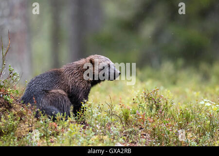 Vielfraß (Gulo Gulo); Viiksimo Finnland Stockfoto