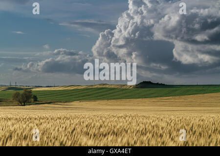 Reifende Weizenfeld Panorama Stockfoto