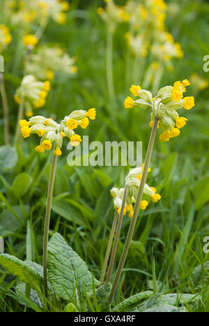 Schlüsselblume: eine einheimischen Arten von zarten kleinen gelben Blüten, Meersbrook Park, Sheffield, England, UK Stockfoto