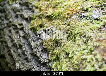 Moos wächst auf einem gefallenen Baumstamm im Wald: Natur hautnah Stockfoto