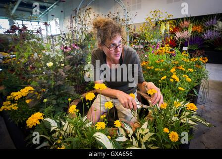 Vor der Harrogate Herbst Flower Show an der Great Yorkshire Showground sind die letzten Vorbereitungen getroffen. Stockfoto