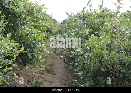 Wählen Sie Ihren eigenen Bauernhof, Blaubeeren, Heidelbeeren, Durleighmarsh, Obst und Gemüse, PYO, Superfood, gesunde Ernährung, Diät, Sommer Stockfoto