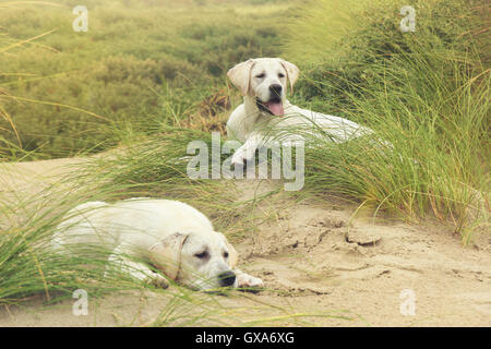 zwei nette kleine Labrdor Hundewelpen auf Dünen am Strand Stockfoto