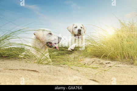 zwei nette kleine Labrdor Hundewelpen auf Dünen am Strand Stockfoto