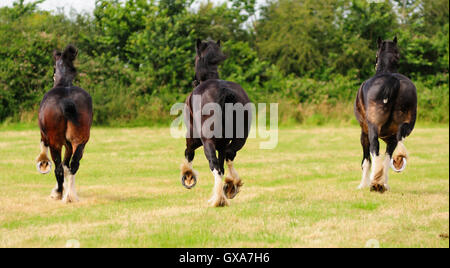 Ihre Hufe treten. Drei Shire-Pferde ein Feld herumlaufen. Stockfoto