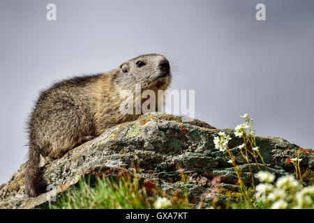 Alpine marmot Stockfoto
