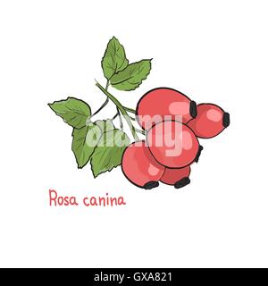 Handgezeichnete Vektor-Illustration von Rosa Canina Hüften. Bild der Heilpflanze. Rote Beeren mit grünen Blättern. Einzigartige kosmetische ich Stock Vektor