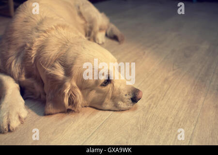 Hund auf dem Boden liegend Stockfoto