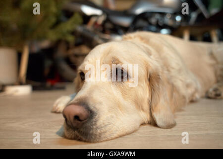 Hund auf dem Boden liegend Stockfoto