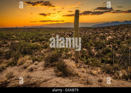 Sonnenuntergang über Saguaro National Park East in der Nähe von Tucson, Arizona Stockfoto