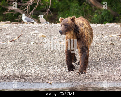 Braunbären auf dem Ufer der Kurilen-See.