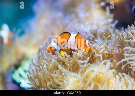Amphiprion Ocellaris - Clownfische - Meeresfisch Stockfoto