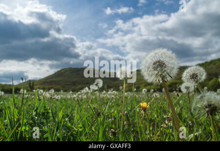 Bereich der Löwenzahn Stockfoto