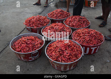 Riesen Garnelen zum Verkauf an Neendakara Fischerei Hafen, Kollam, Kerala, Indien, asiatischen Hafen, Indian Harbour, Fischerei-Industrie Stockfoto