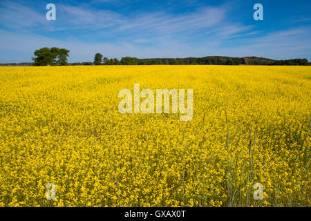 Bereich der gelben Raps Blumen auf sonnigen Tag Stockfoto