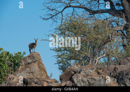 Klipspringer stehend auf einem Felsen umrissen vor blauem Himmel Stockfoto