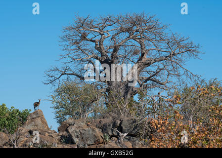 Klipspringer stehend auf einem Felsen mit einem riesigen Baobab-Baum hoch aufragenden daneben vor blauem Himmel Stockfoto