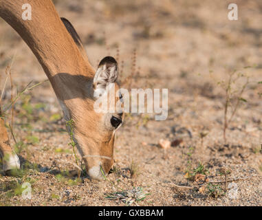 Ein Essen im Kruger National Park impala Stockfoto