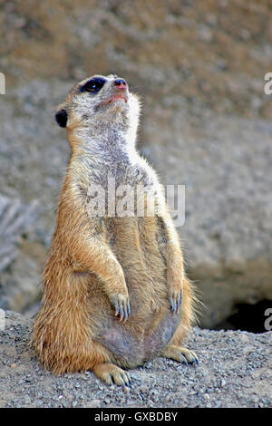 Ein Erdmännchen stehend auf Schmutz und nachschlagen Stockfoto