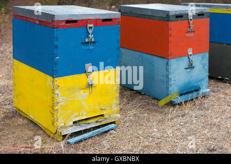 Bienenstöcke neben einem Pinienwald im Sommer. Hölzerne Honig Bienenstöcke auf der Wiese. Stockfoto