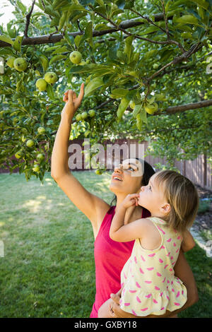 Mutter und Tochter im Garten, Blick auf Äpfel am Baum Stockfoto