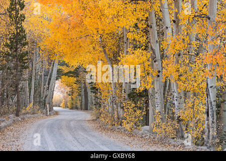 Unbefestigte Straße schlängelt sich durch einen Baum Tunnel, Bischof, Kalifornien, USA. Herbst (Oktober) 2014. Stockfoto