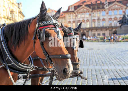 Pferde warten auf Touristen auf dem Ring (Jizchak Náměstí) in der Altstadt, Prag 1, Böhmen, Tschechien. Stockfoto