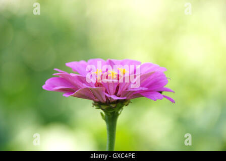 Dunkel rosa Zinnia Eröffnung Bloom Stockfoto