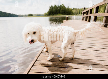 Porträt von nassen Coton de Tulear Hund auf See Pier, Orivesi, Finnland Stockfoto