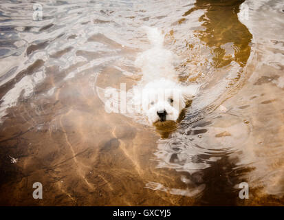 Coton de Tulear Hund schwimmen im See, Orivesi, Finnland Stockfoto