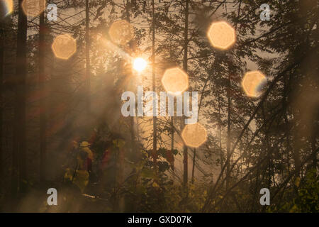 Sonnenlicht und Sonnenstrahlen, die durch Bäume Stockfoto