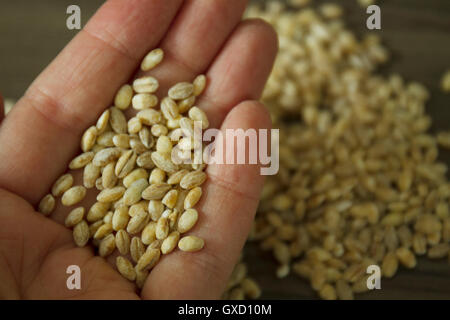 Nahaufnahme von Frauenhand holding Gerste Korn Stockfoto