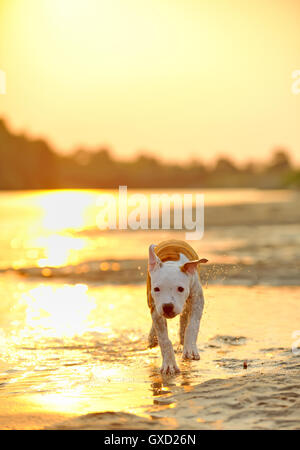 Amerikanischer Staffordshire-Terrier Hund spielen im Wasser Stockfoto