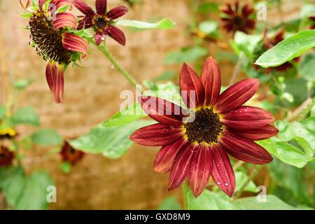 Schöne blühte Daisy mit Regentropfen in einem Garten an Bok Tower Gardens National Historic Landmark in See Wale, Florida, Usa. Stockfoto