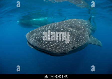 Großen Walhai (Rhincodon Typus) ernähren sich von Fisch, Eiern an Meeresoberfläche, Isla Mujeres, Mexiko Stockfoto