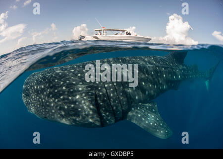 Großen Walhai (Rhincodon Typus) vorbei unter Boot an Meeresoberfläche, Isla Mujeres, Mexiko Stockfoto