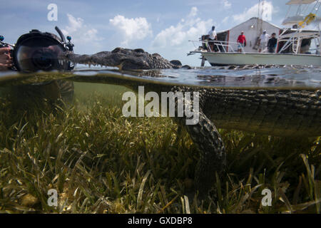 Unterwasser-Fotografen in der Nähe ein ruhenden amerikanisches Krokodil (Crocodylus Acutus) bei Chinchorro Banken, Mexiko Stockfoto