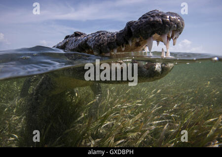 Nahaufnahme eines offenen Mund amerikanische Krokodil (Crocodylus Acutus) an Meeresoberfläche, Chinchorro Banks, Mexiko Stockfoto