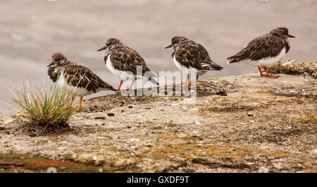 Eine Gruppe von Wildvögeln Steinwälzer (Arenaria Interpres) an der Landzunge thront Hartlepool auf der Mole mit Blick auf das Meer Stockfoto