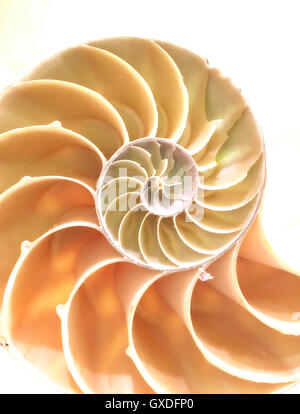 Nautilus-Schale-Abschnitt Stockfoto