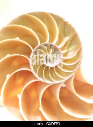 Nautilus-Schale-Abschnitt Stockfoto