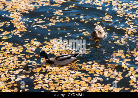 Zwei Stockente Enten in das dunkle Wasser eines Sees, im Herbst. Die Oberfläche des Sees ist mit einer dicken Schicht von Toten gelbe Leav bedeckt. Stockfoto