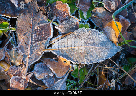 Gefallenen Laub und noch Grasgrün mit Raureif bedeckt. Ersten Frost im Spätherbst. Anzeichen für den kommenden winter Stockfoto